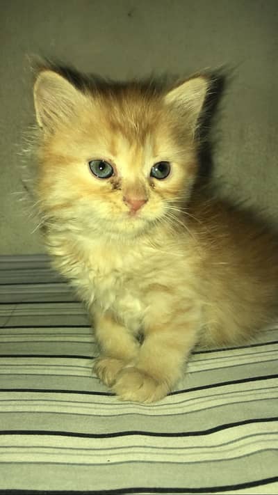 Persian female kitten