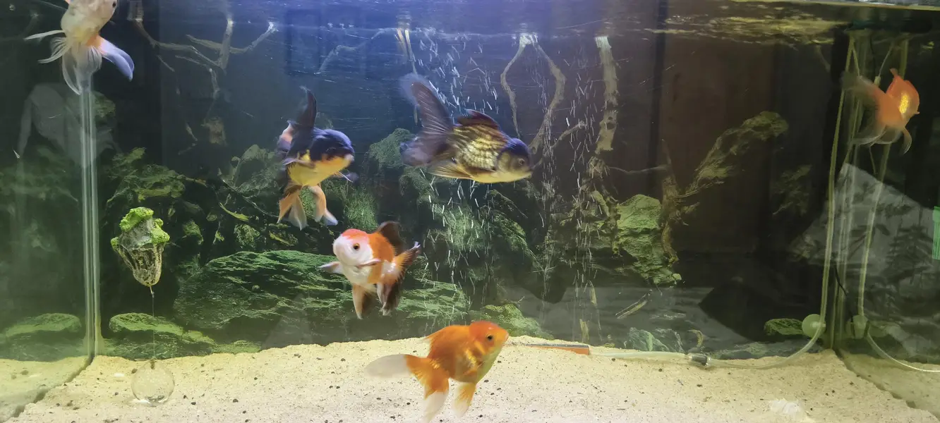 Gold fish Orinda