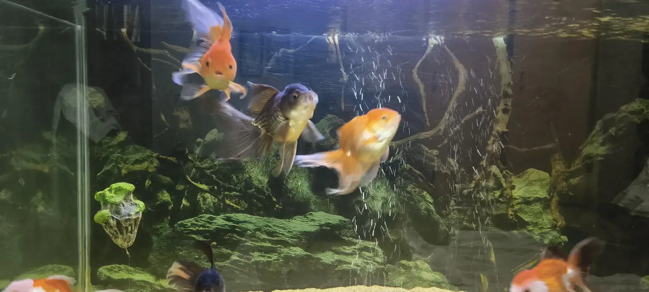 Gold fish Orinda — photo 2