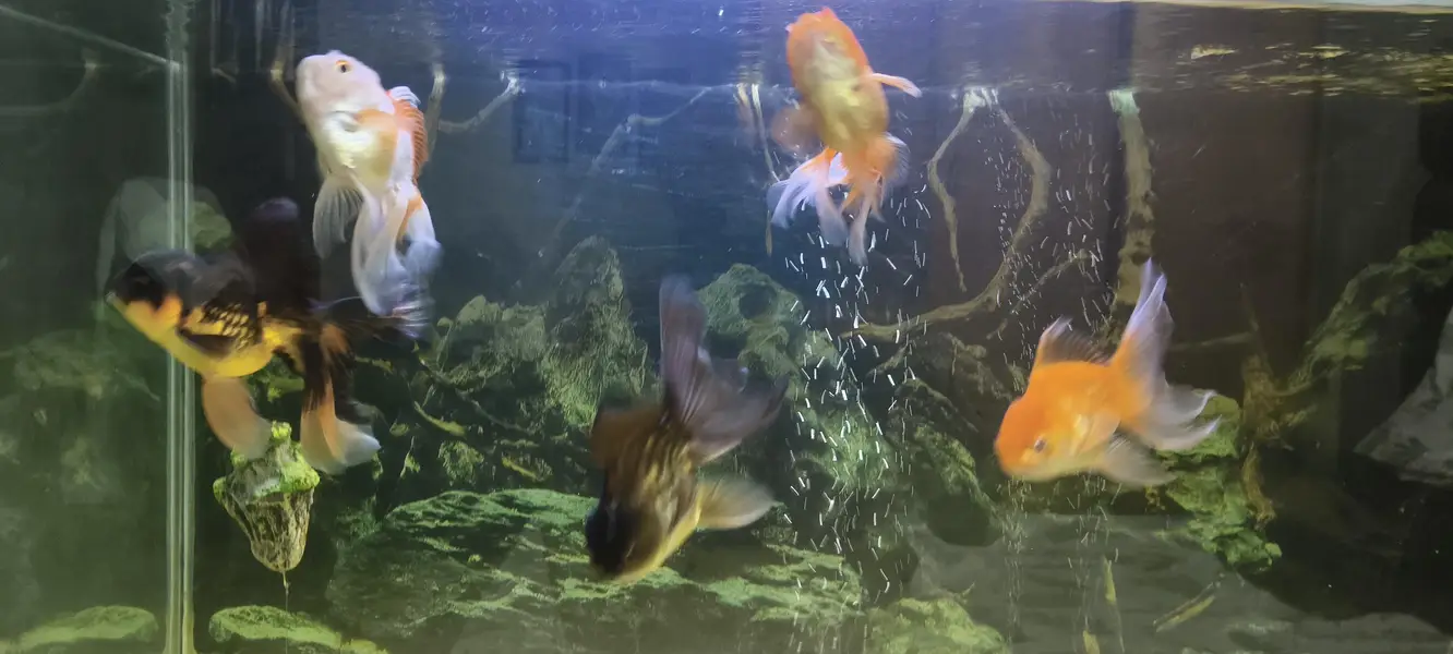 Gold fish Orinda — photo 3