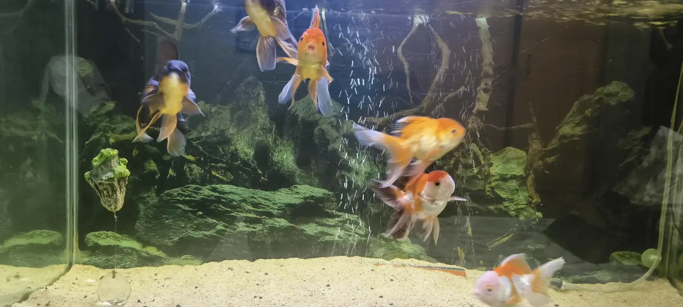 Gold fish Orinda — photo 4