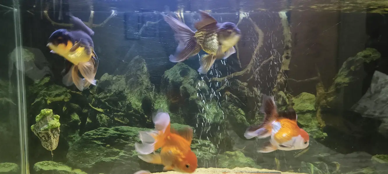 Gold fish Orinda — photo 5