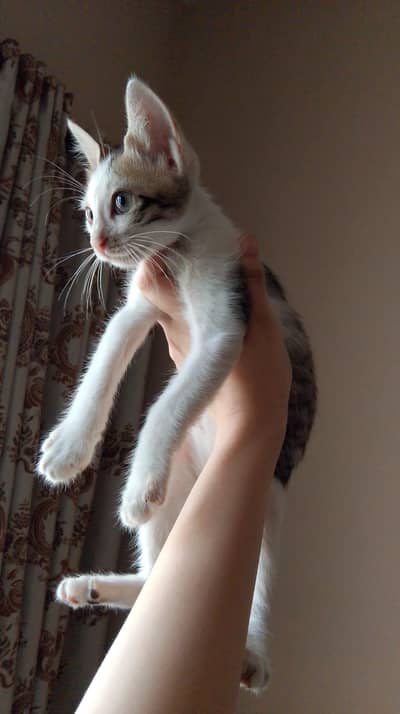 Happy healthy playful kittens looking for a loving home!