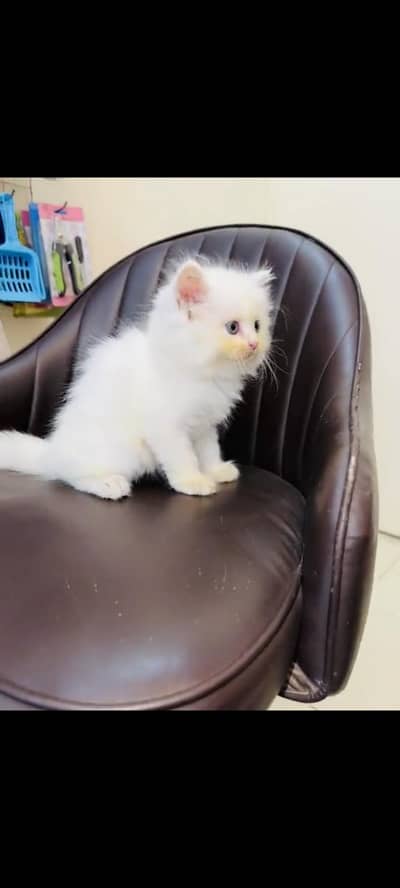 persian cat for sale MywatsapppNumber0341-15-94-140