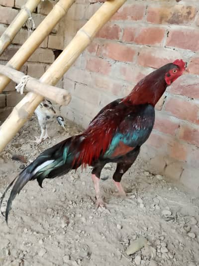 Aseel Mianwali male for sale