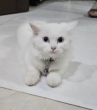 White persian cats