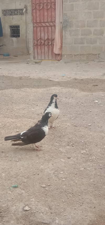 sherazi pigeon