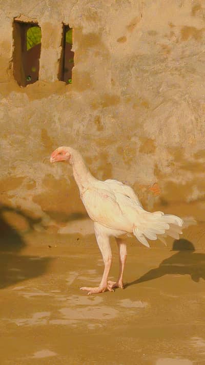 parrot beak female 6 months phatti long tail avilable