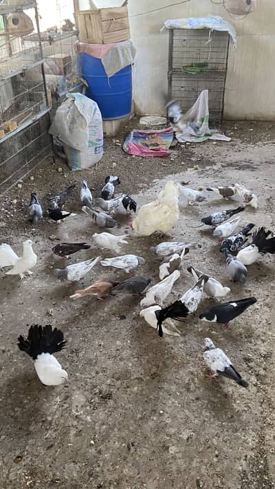 Mix pigeon for sale 70+ piece