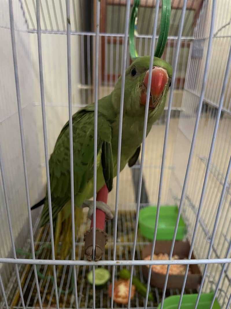 Green ring neck 0