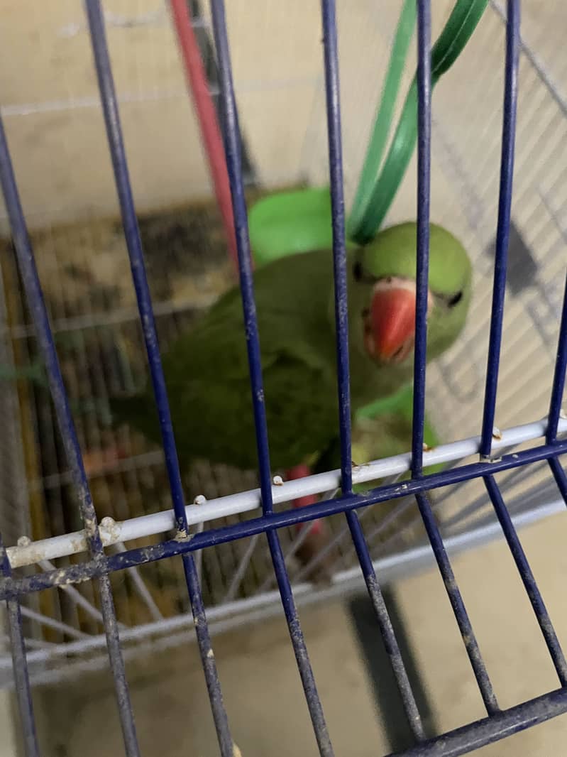 Green ring neck 1