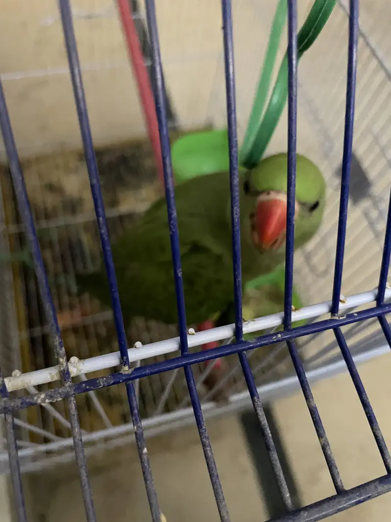 Green ring neck — photo 2