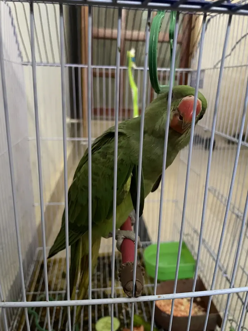 Green ring neck — photo 3