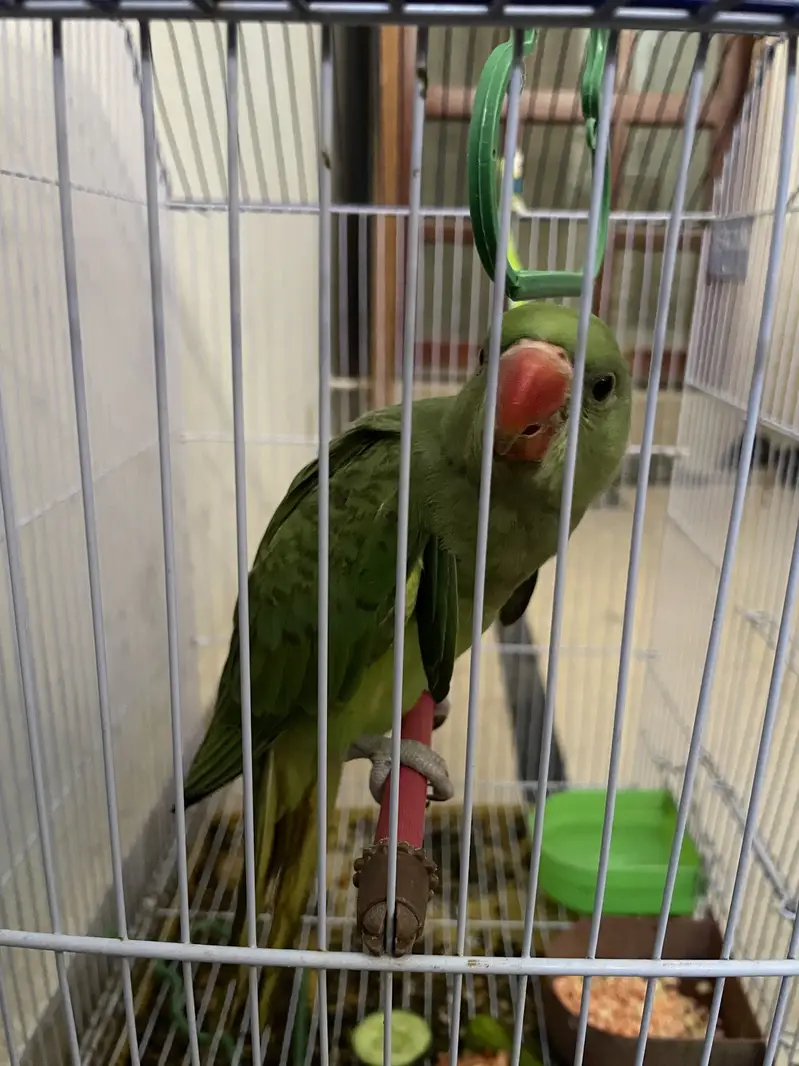 Green ring neck — photo 5