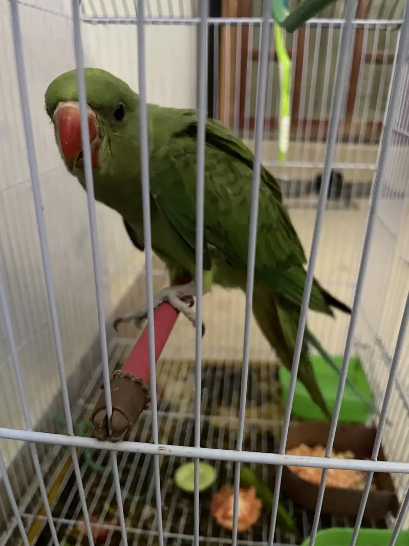 Green ring neck — photo 6
