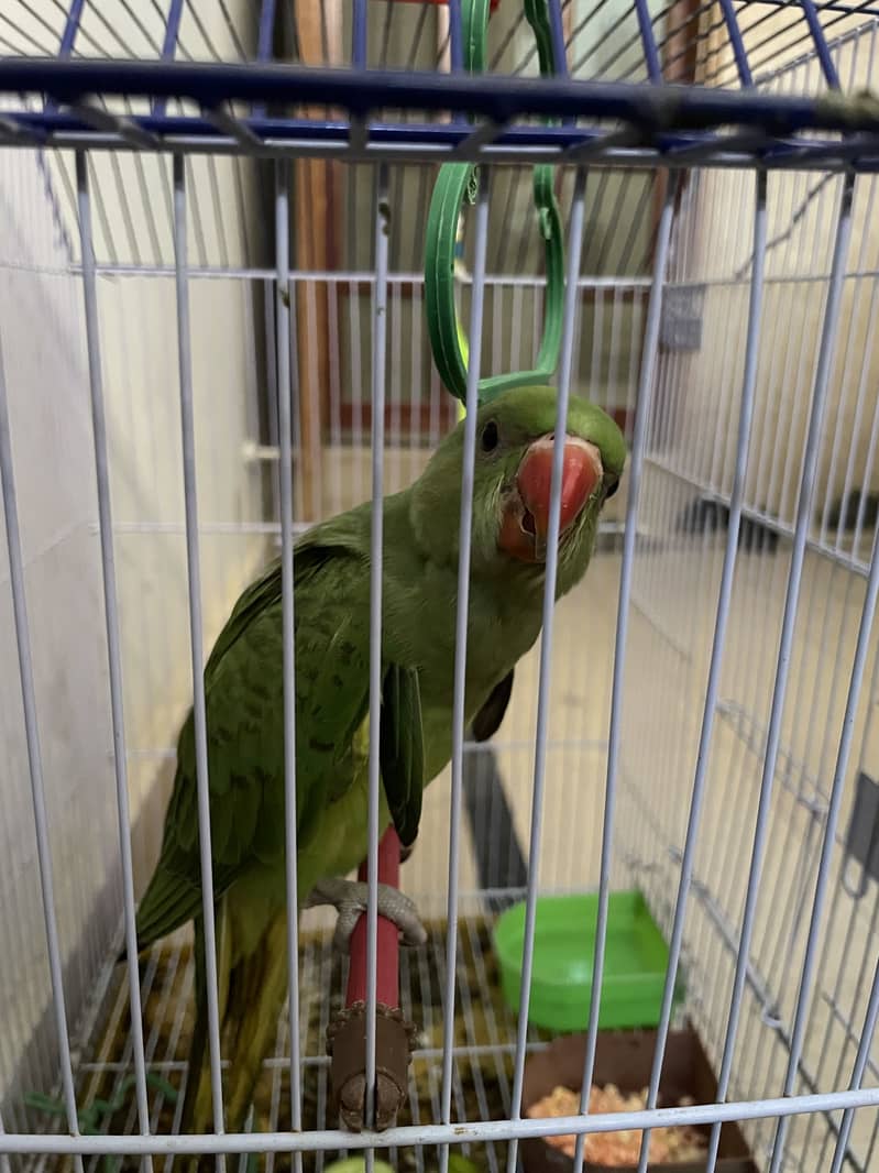 Green ring neck 7