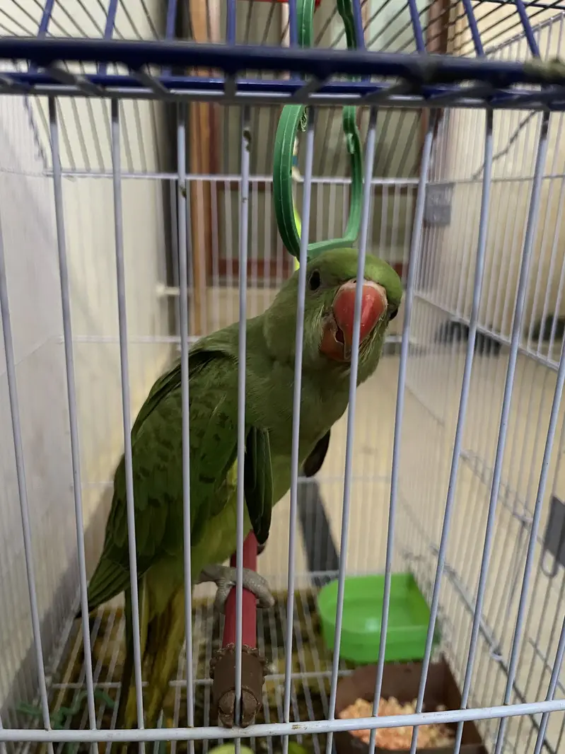 Green ring neck — photo 8