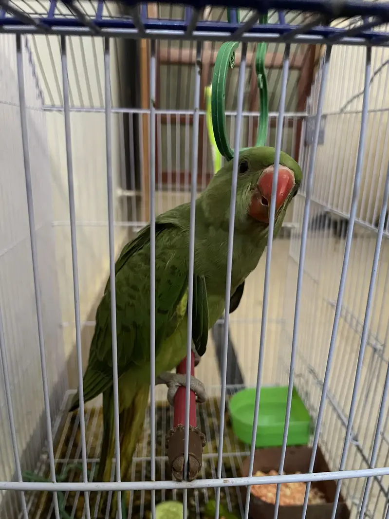 Green ring neck — photo 9