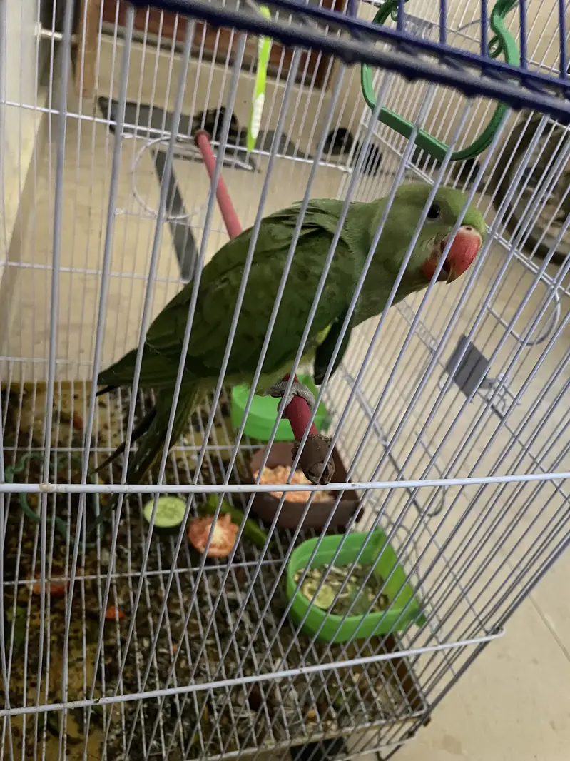 Green ring neck — photo 10