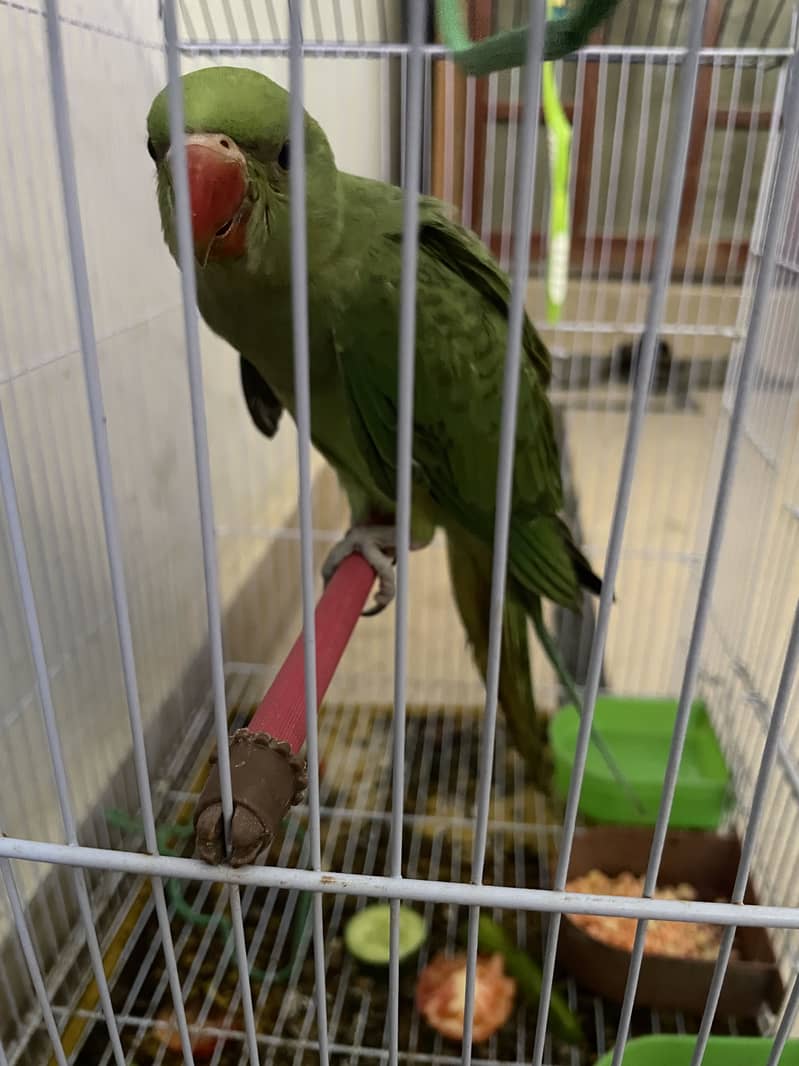 Green ring neck 10