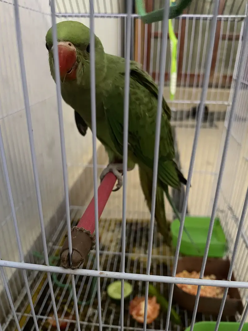 Green ring neck — photo 11