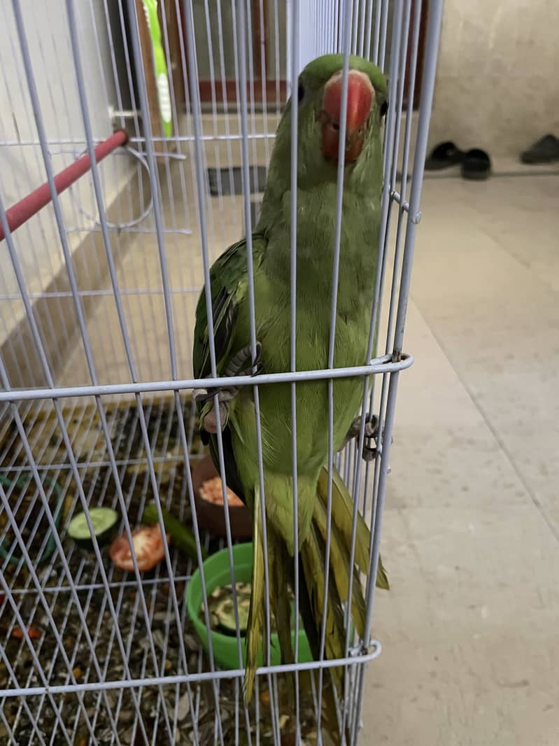 Green ring neck 11
