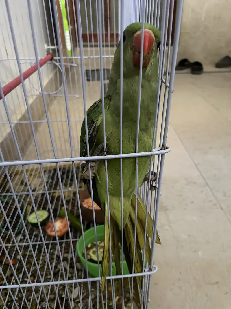Green ring neck — photo 12