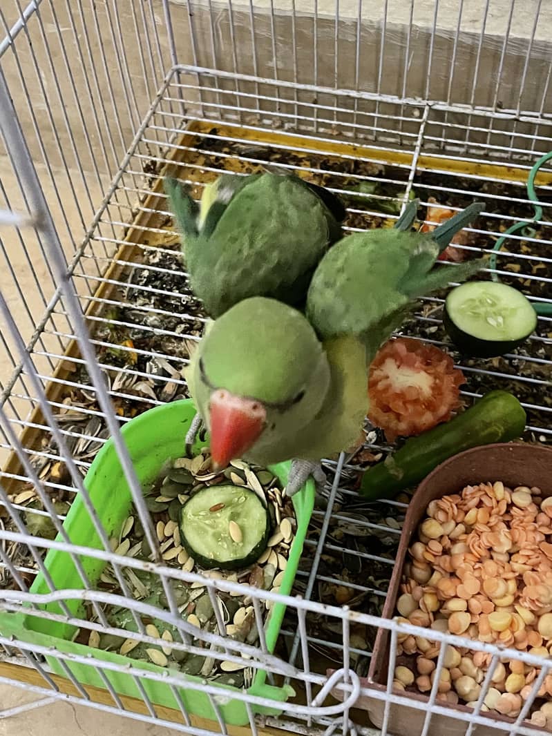Green ring neck 12