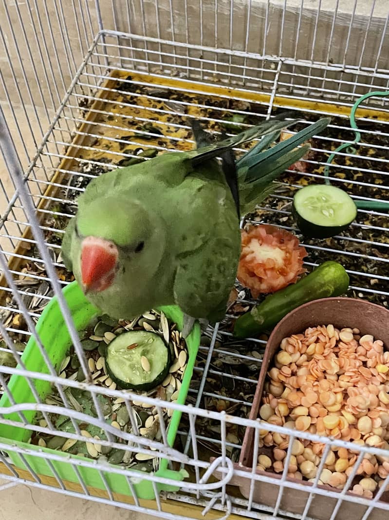 Green ring neck 13