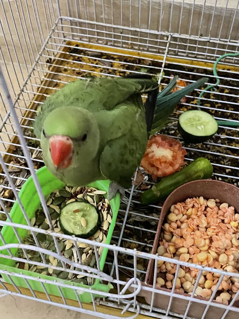 Green ring neck 14