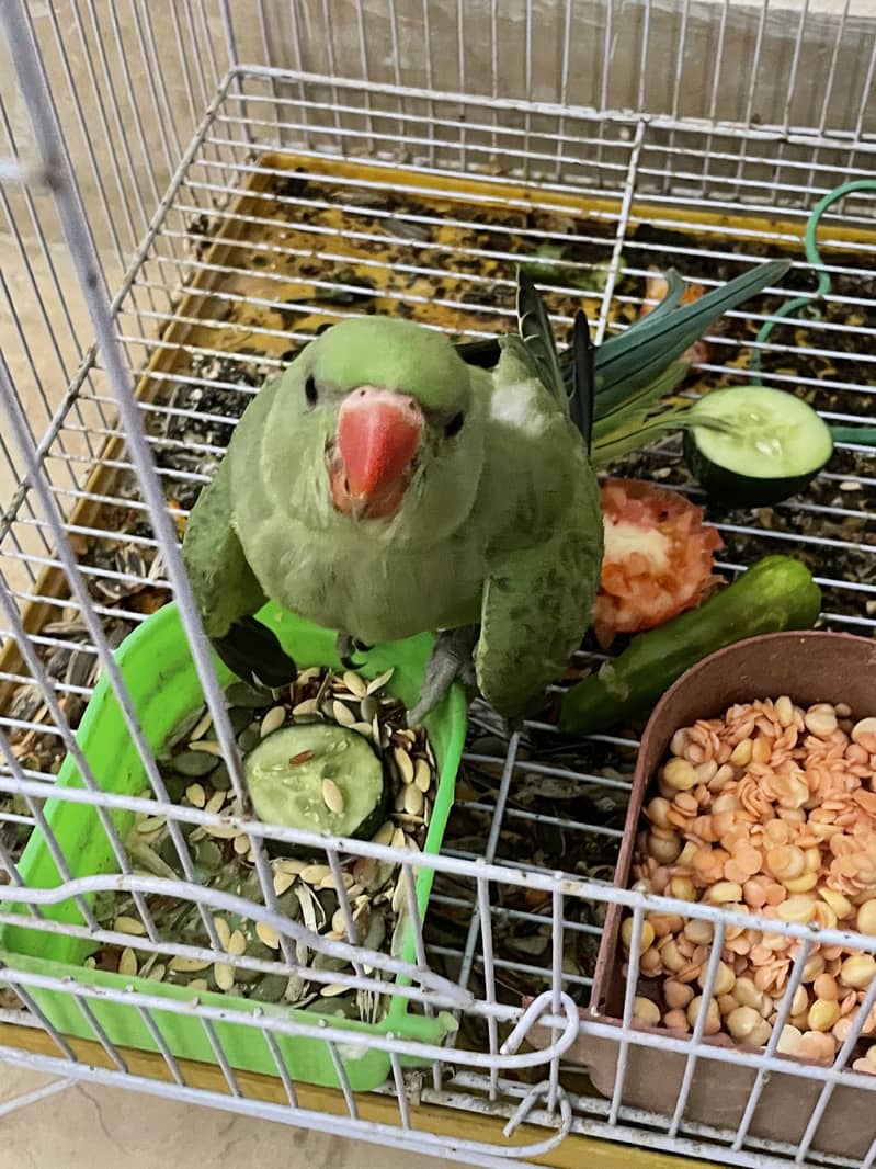 Green ring neck 15