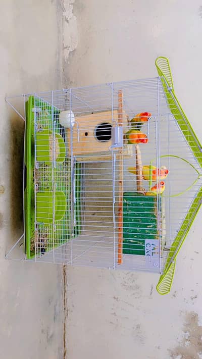 Latino Red eye Love birds for sale breeder pairs 0328-6498423