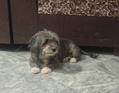 shitzu for sale