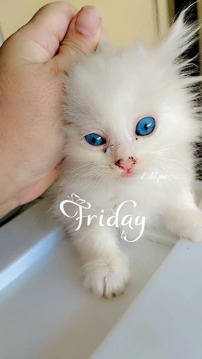 Persian kitten