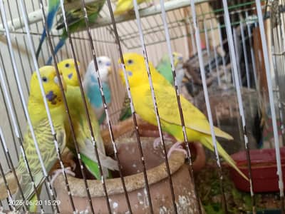parrots