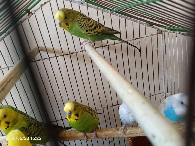 parrots 1