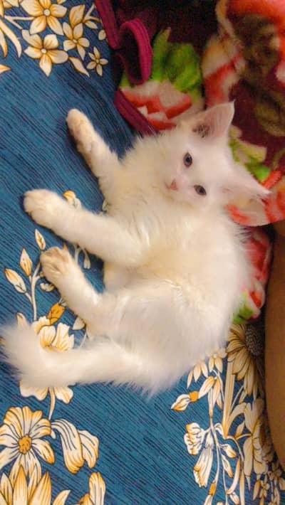 persion kitten triple coated