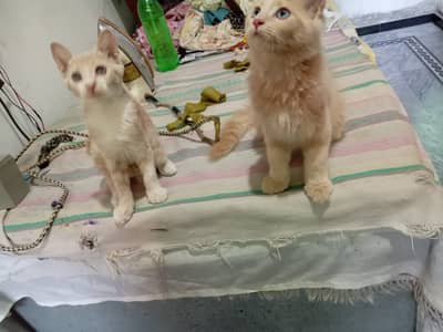 They are beautiful pair,playable,and get attached to owner.