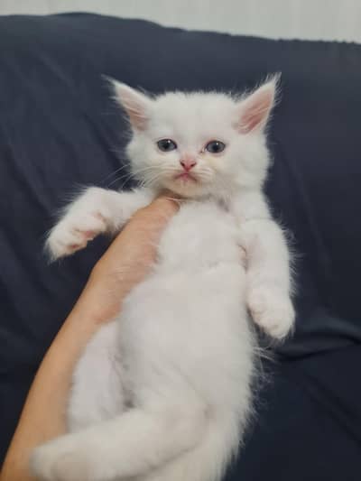 Persian kittens Available male female both are available