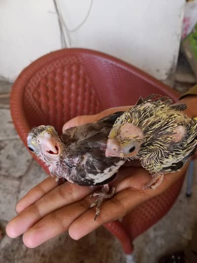 cocktail chicks