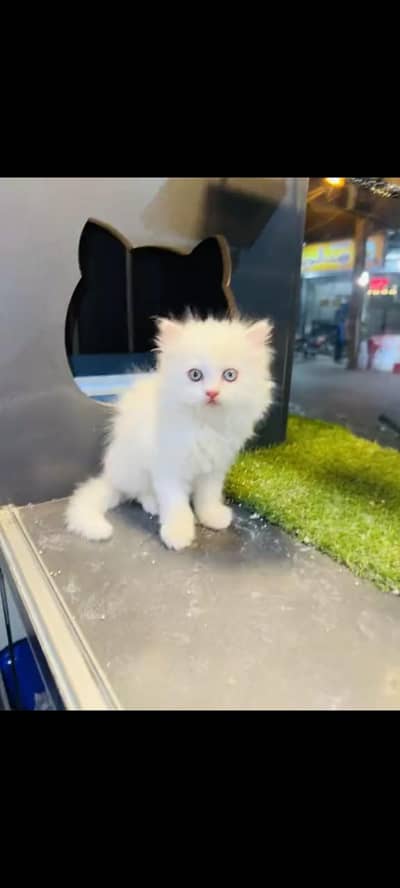 persian cat for sale MywatsapppNumber0341-15-94-140