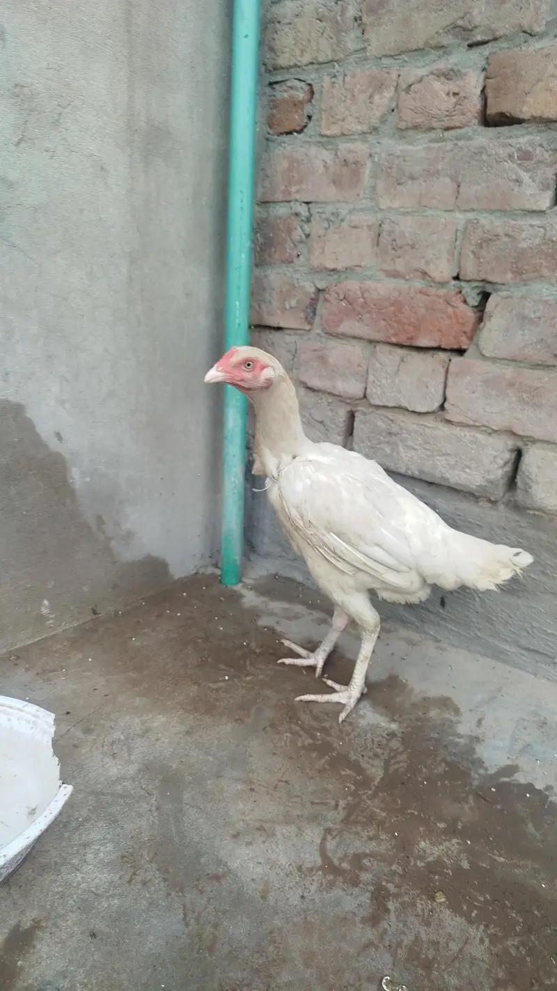 aseel hera femil arjunt seel — photo 2