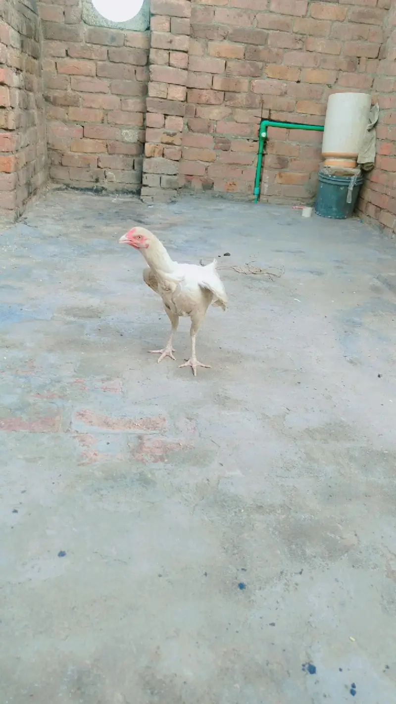 aseel hera femil arjunt seel — photo 3