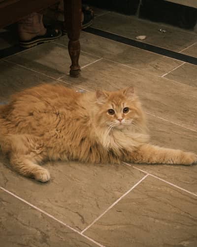 Persian triple cotted Cat