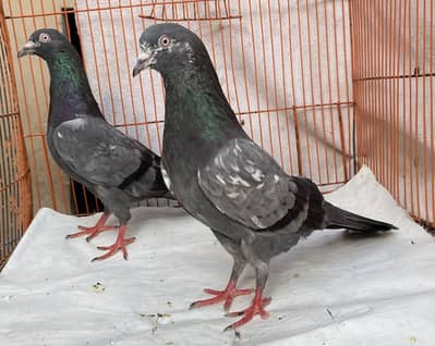 Sabaz cheena pair red tow bred