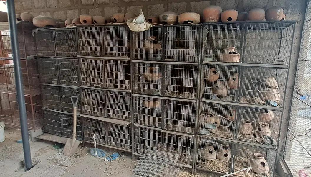 used cages — photo 4
