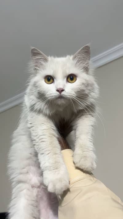 White persion cat