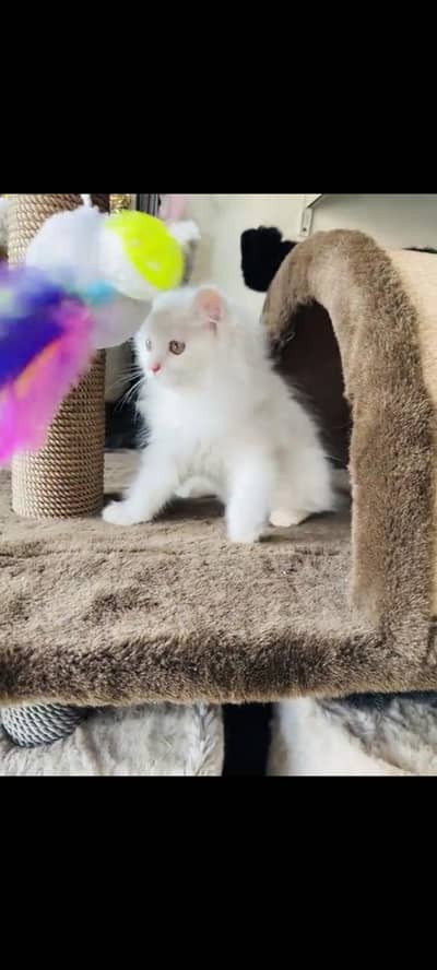 persian cat for sale MywatsapppNumber0341-15-94-140