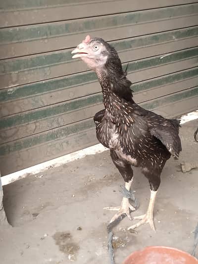 mushkil black