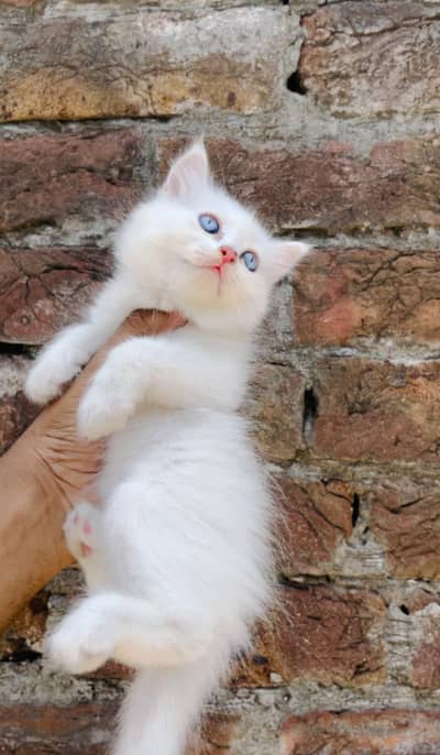Triple coated kittens what's app: 0302_6247572